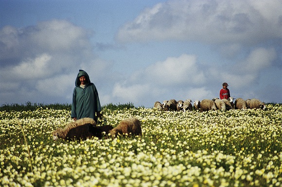 Shepherd in rural Morocco