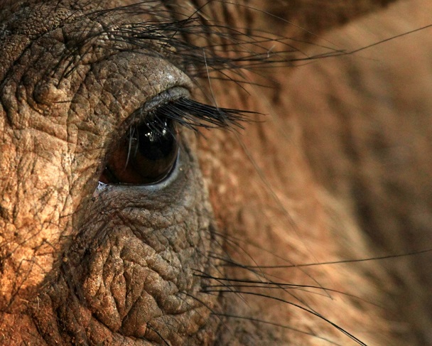African Warthog - (Not a Bush-pig) various close ups of head , Tusks & Eye - Sias van Schalkwyk