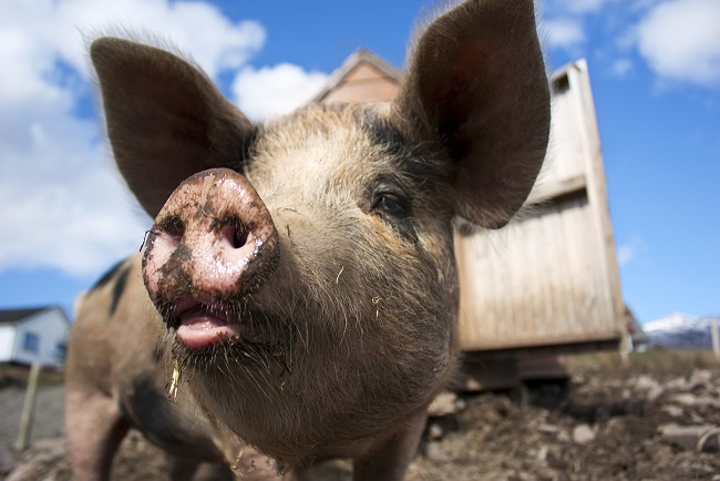 Piggy farming business