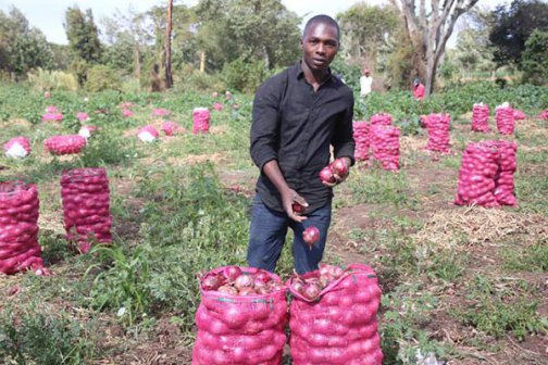 picture of John Wachuma gathering his onions after harvesting