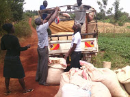 Sam and other colleagues loading a truck with dairy meal