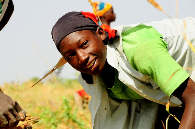 Female farmer harvests millet in Koutiala Mali