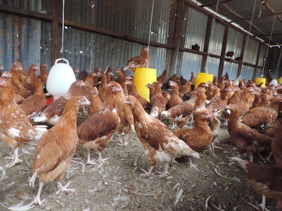 Chicken in Alpha's farm