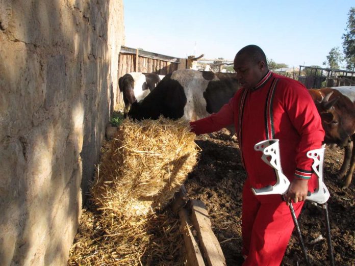 A picture of David Sankoh and his cattle