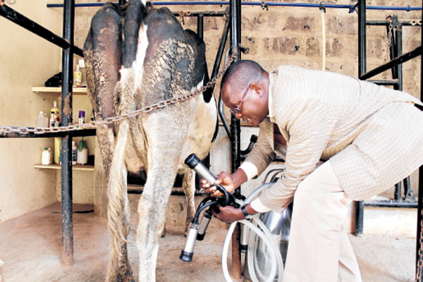 Machine milking in Kenya