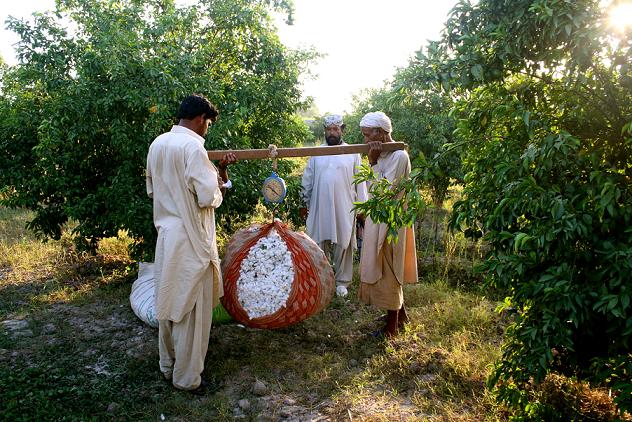 Cotton farmers in Pakistan.