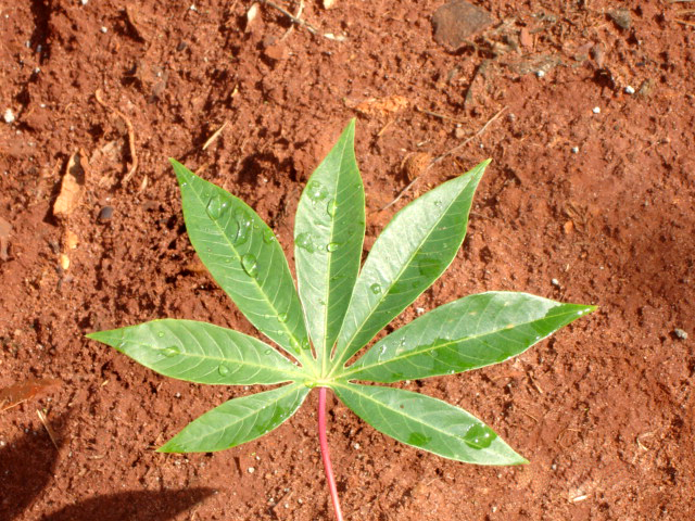 Cassava's leaf