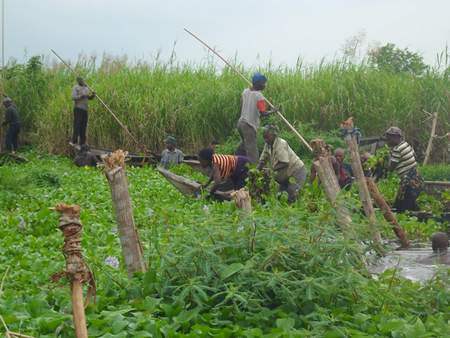 Harvesting water hyacinth in Lake Nokoué (Benin): abundantly available, and a good source as an organic fertilizer