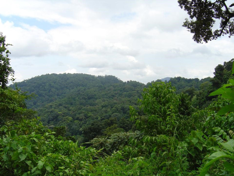 The beautiful natural forest landscape of the organic honey project area