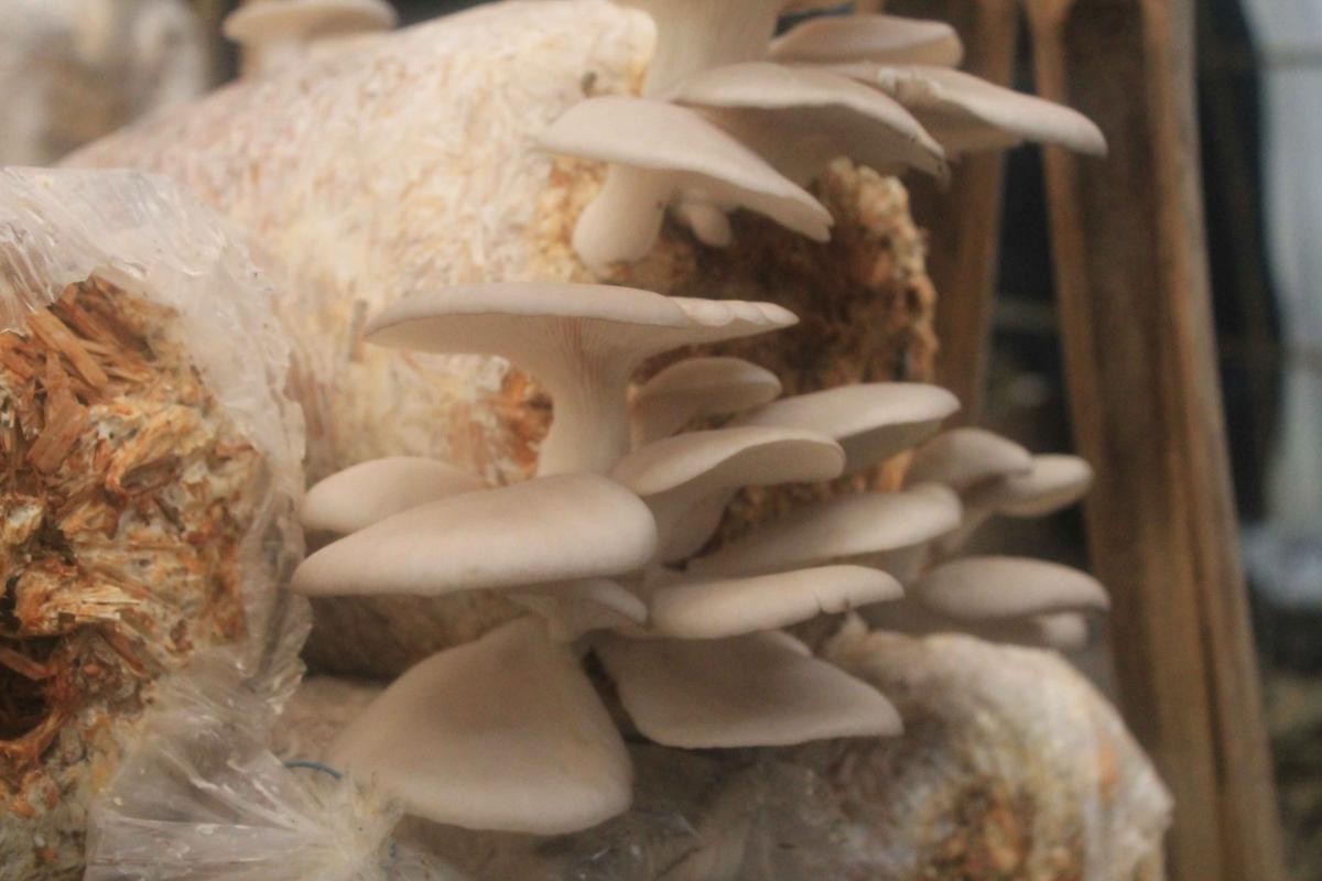 Mushroom farming in Nepal
