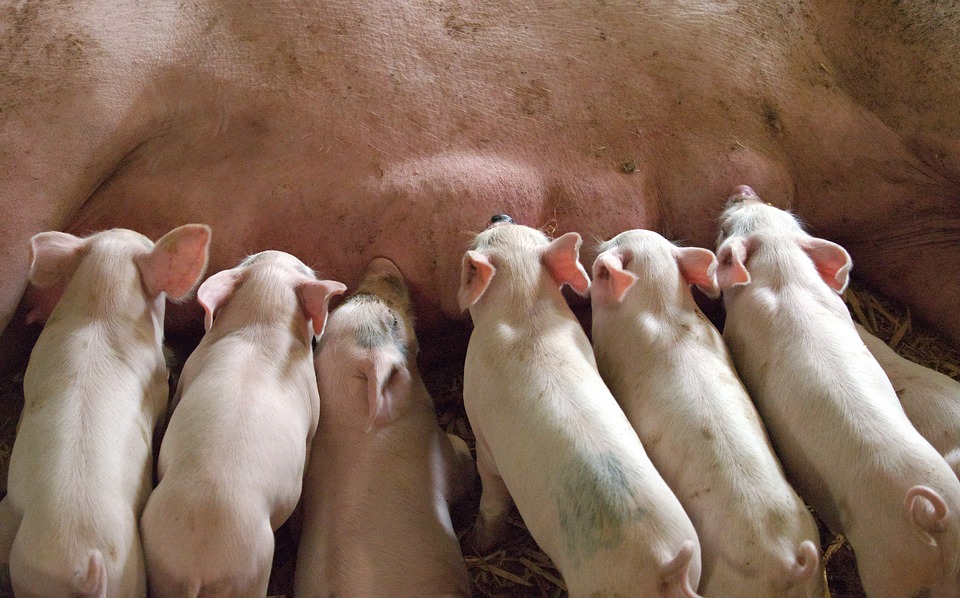 Picture: pig farming