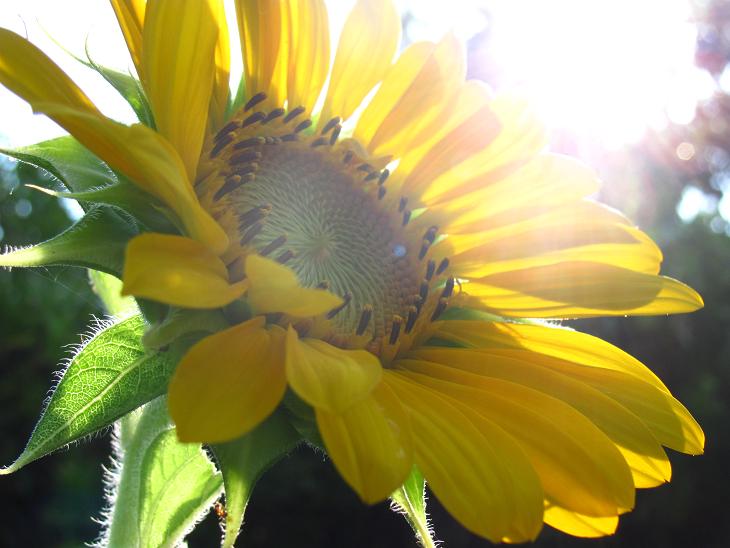 Sunflower - Foresight