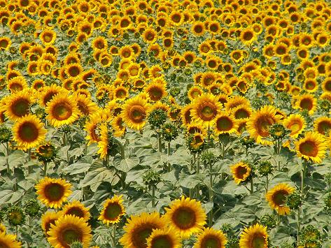 sunflowers - YPs