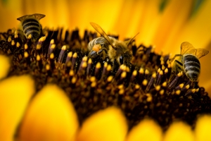 three bees on a sunflower