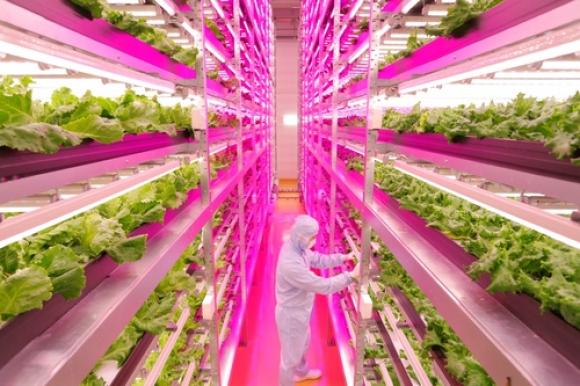 Lettuce grown in Japan using LED technology